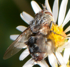 Copecrypta ruficauda