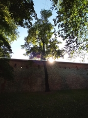 Robinia pseudoacacia