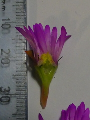 Lampranthus elegans