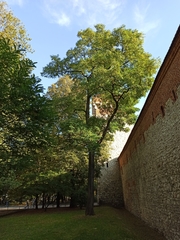 Robinia pseudoacacia