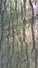 Tilia cordata