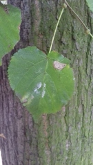 Tilia cordata