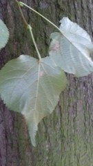 Tilia cordata