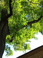 Robinia pseudoacacia