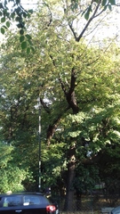 Acer platanoides