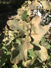 Quercus × jolonensis