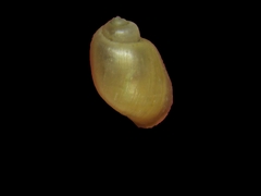 Bulinus truncatus