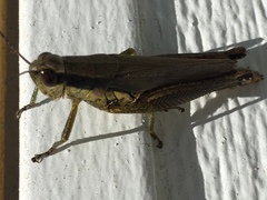 Paroxya