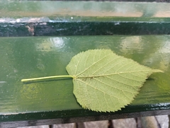 Tilia platyphyllos