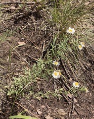Erigeron neomexicanus