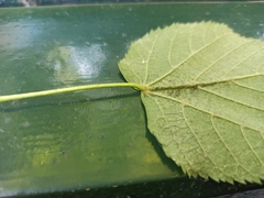 Tilia platyphyllos