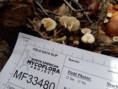 Leucocybe candicans