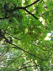 Acer platanoides
