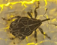 Mogulones geographicus