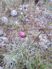 Cosmos bipinnatus