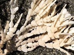 Calliarthron tuberculosum