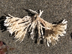 Calliarthron tuberculosum