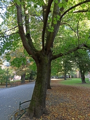 Acer platanoides