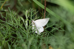 Perconia strigillaria