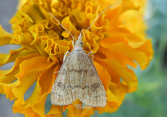 Udea fulvalis