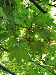 Acer platanoides