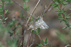 Loxostege aeruginalis