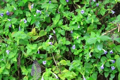 Torenia asiatica