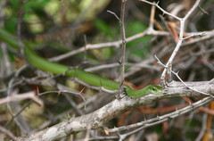 Philothamnus angolensis