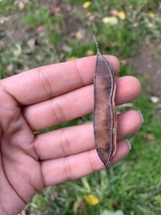 Cercis canadensis