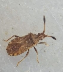 Strobilotoma typhaecornis