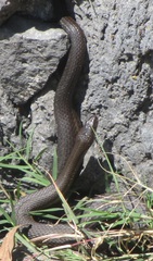 Thamnophis melanogaster