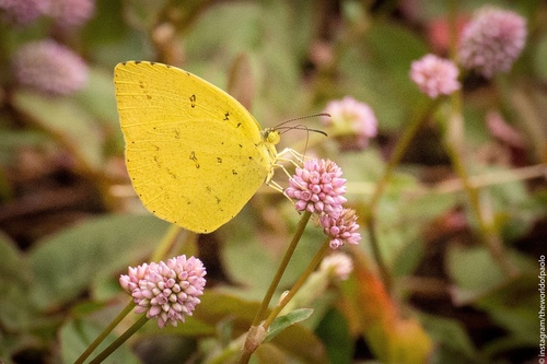 Photo of Japanese common grass yellow (Eurema mandarina)