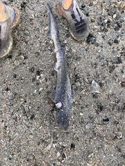 Notorynchus cepedianus