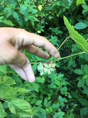 Ampelomyia vitiscoryloides