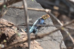 Agama kirkii