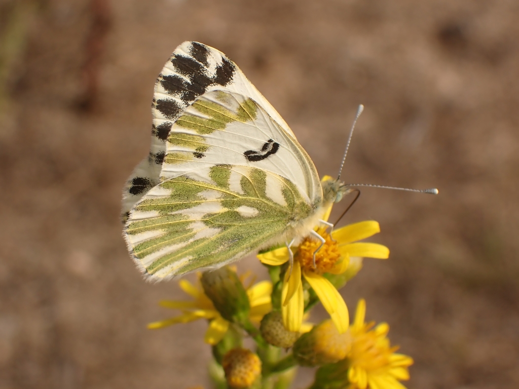 Lesser Bath White