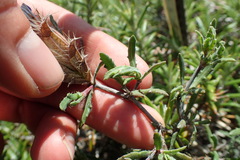 Blepharis procumbens