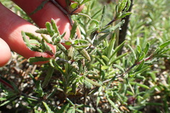 Blepharis procumbens