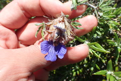 Blepharis procumbens