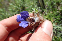 Blepharis procumbens
