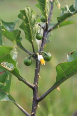 Solanum tampicense