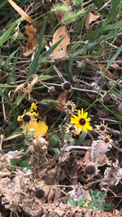 Sanvitalia procumbens