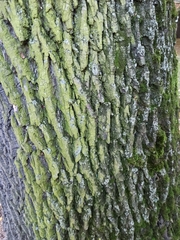 Fraxinus excelsior