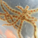 Western Spiny Brittle Star - Photo (c) Robin Gwen Agarwal, some rights reserved (CC BY-NC), uploaded by Robin Gwen Agarwal