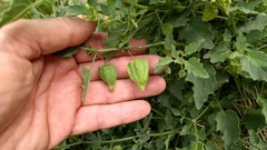 Physalis hederifolia fendleri