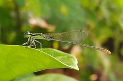 Agriocnemis pygmaea