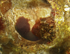 Artedius harringtoni