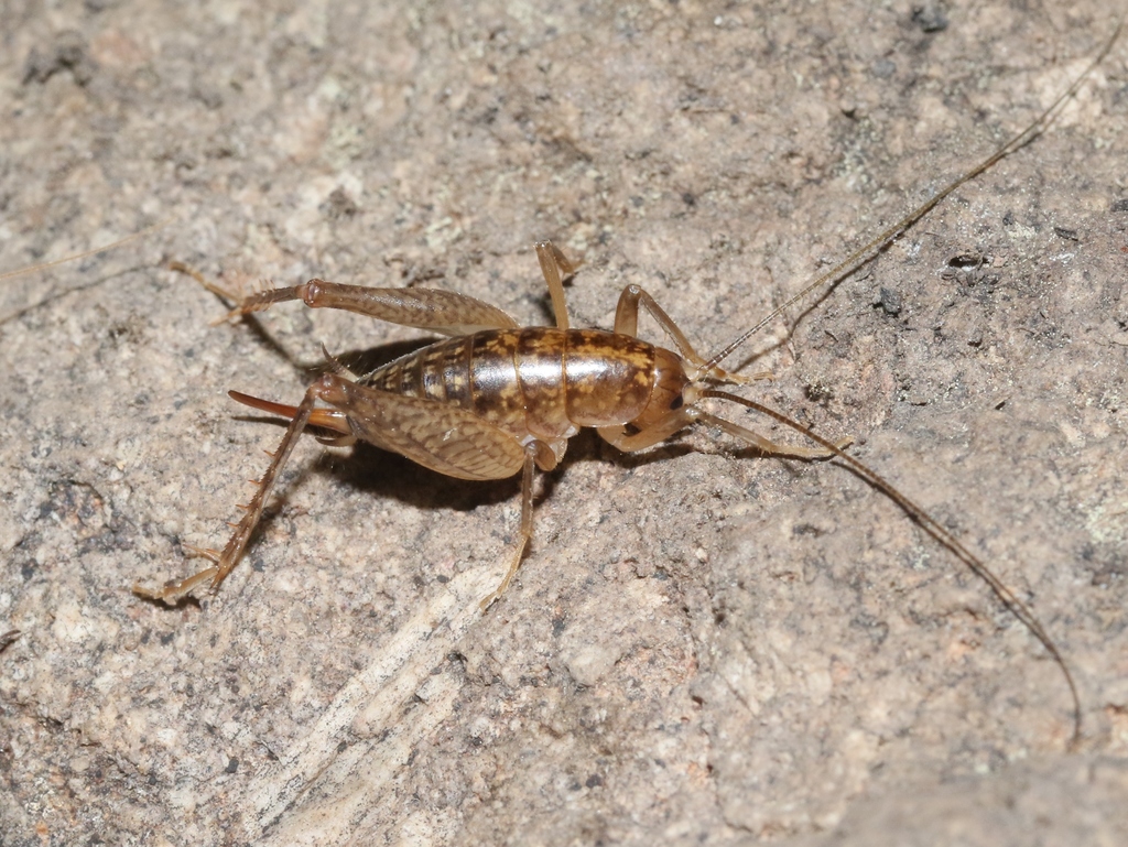 Pristoceuthophilus arizonae