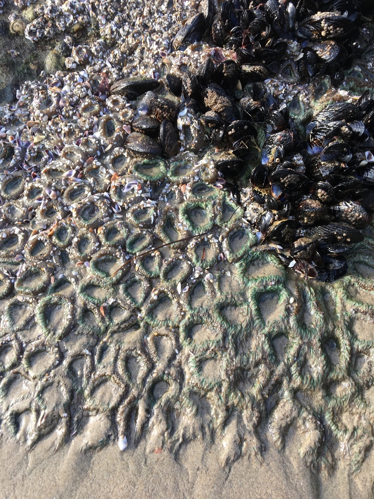 Aggregating anemone