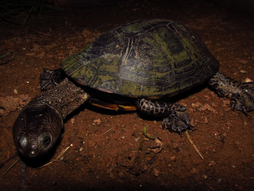 Spotted-bellied Sideneck